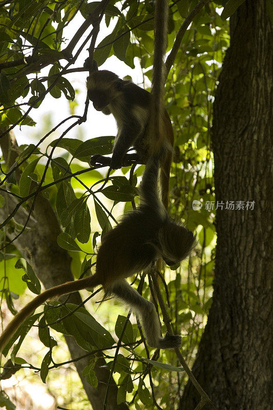 在坦桑尼亚桑给巴尔的Jozani森林保护区，Kirk的红疣猴(Procolobus kirkii)正在撒尿